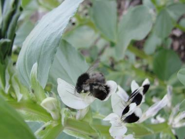 Billede af blomst